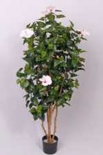 Hibiscus chinese multitree 180cm roze